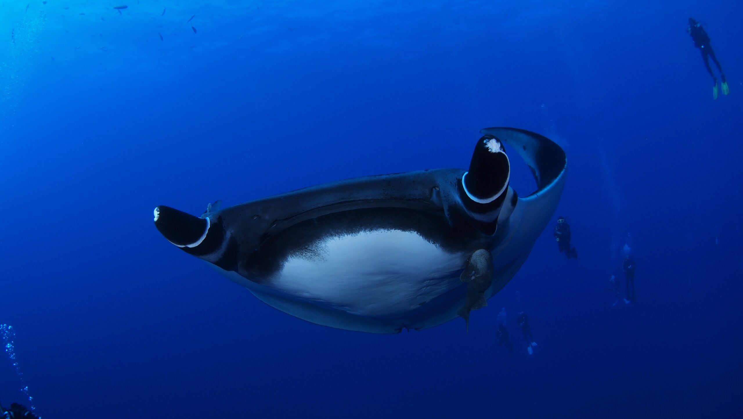 Diving the Islands of Socorro